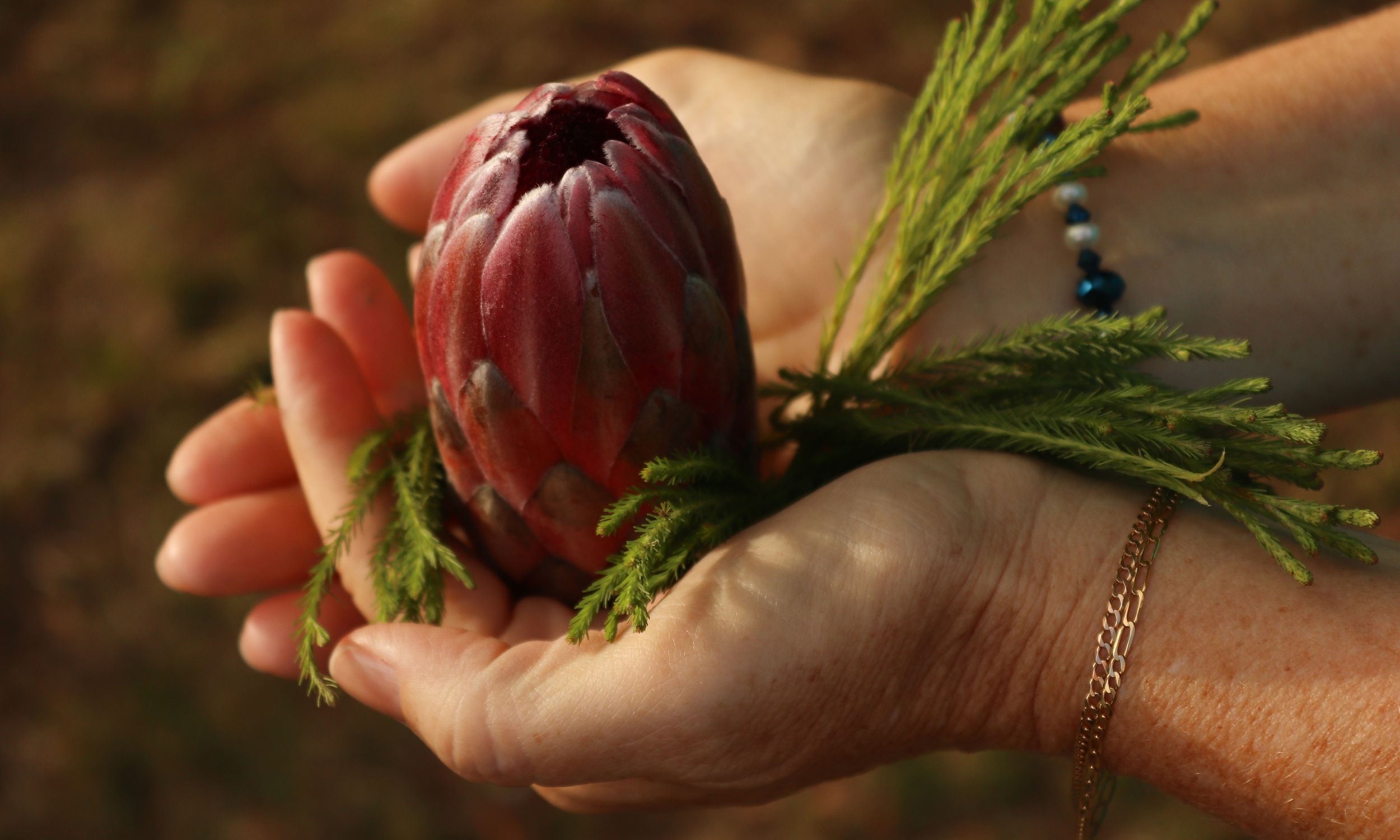 hands that hold a protea